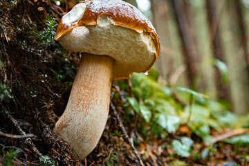 White mushroom in a mountain forest. Wet forest with mushrooms.