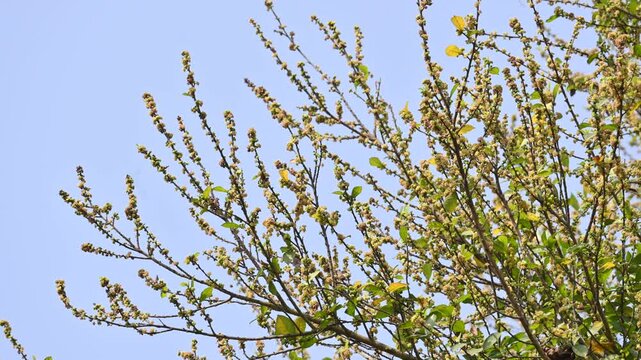 Streblus asper tree flowers. It&nbsp;is a species of&nbsp;flowering plant&nbsp;in the family&nbsp;Moraceae. This tree common names&nbsp;Siamese rough bush,&nbsp;khoi tree,&nbsp;serut tree, and&nbsp;toothbrush tree. Flowering tree.
