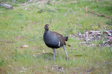 Outdoor view of a wild Tasmanian nativehen (Tribonyx mortierii)