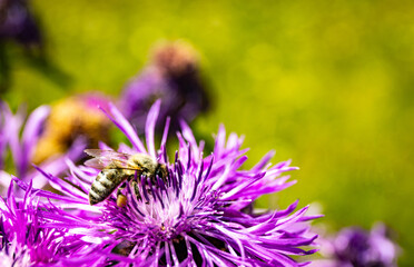 Close up of blooming flowers in a field with a bee on a flower.