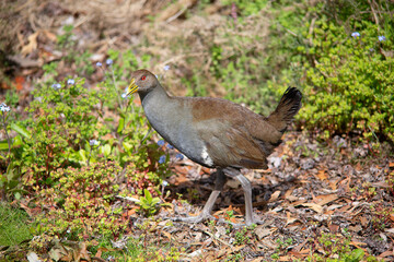 Outdoor view of a wild Tasmanian nativehen (Tribonyx mortierii)