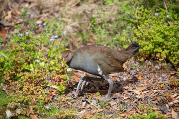 Outdoor view of a wild Tasmanian nativehen (Tribonyx mortierii)