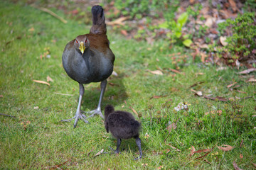 Outdoor view of a wild Tasmanian nativehen and baby chick(Tribonyx mortierii)