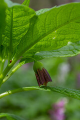 Scopolia carniolica blooms in a spring forest showcasing unique bell-shaped flowers and lush greenery in a natural habitat