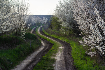 Fototapeta premium Blooming cherry trees line a winding dirt path during springtime creating a picturesque landscape with soft sunlight illuminating the scene
