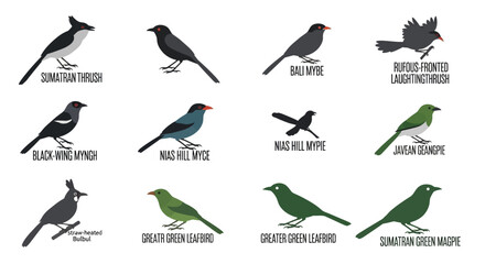Diverse Bird Species Illustration - A Collection of Avian Varieties.