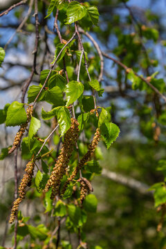 Warty birch tree showcasing delicate catkins and vibrant green leaves during springtime in a tranquil forest setting