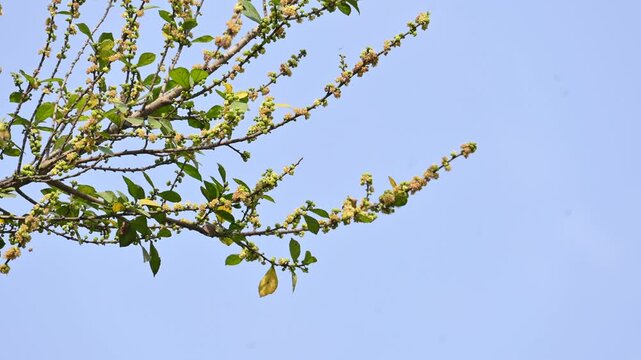 Streblus asper tree flowers. It&nbsp;is a species of&nbsp;flowering plant&nbsp;in the family&nbsp;Moraceae. This tree common names&nbsp;Siamese rough bush,&nbsp;khoi tree,&nbsp;serut tree, and&nbsp;toothbrush tree. Flowering tree.
