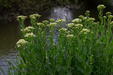 Lepidium draba thriving along a calm stream with vibrant white flowers and lush green foliage in a serene natural setting