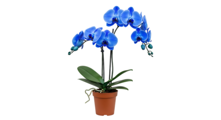 Vibrant blue orchid plant with green leaves and exposed roots in a brown pot, isolated on a transparent background, cutout, PNG