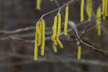 Spring blossoms of Corylus avellan highlighting the unique catkins on tree branches