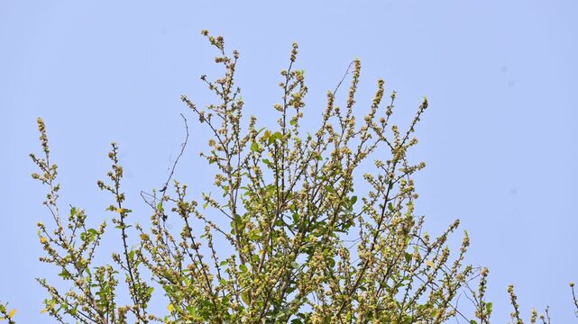 Streblus asper tree flowers. It&nbsp;is a species of&nbsp;flowering plant&nbsp;in the family&nbsp;Moraceae. This tree common names&nbsp;Siamese rough bush,&nbsp;khoi tree,&nbsp;serut tree, and&nbsp;toothbrush tree. Flowering tree.
