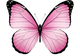 Butterfly with pink wings isolated on white