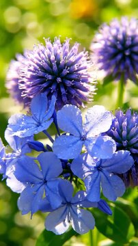 Close Up of Blue Plumbago Auriculata Flowers and Echinops Globe Thistle