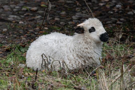 Nancy, France - November 26th 2025 : View of a lamb Th&ocirc;nes et Marthod sheep lying in the grass in an enclosure in a Park in Nancy.