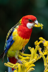 Australian parrot bird, the Eastern Rosella