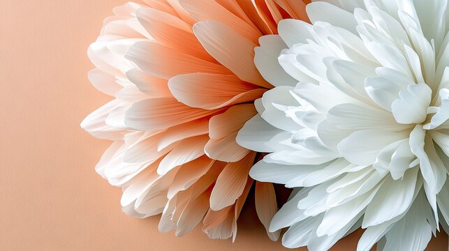 A detailed, close-up view of two large, fluffy dahlia flowers. One flower is a soft white, and the other is a warm peach color. They are positioned side-by-side