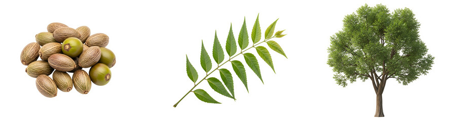 Obraz premium Isolated pecan nuts, a green leafy branch, and a small tree on a plain color background image on transparent background