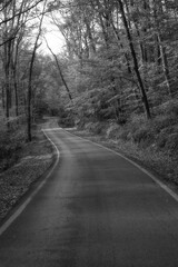 Fototapeta premium road in the forest