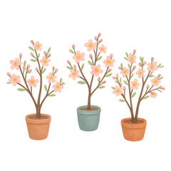 Small Potted Apricot or Peach Blossom Tree