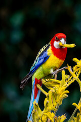 Australian parrot bird, the Eastern Rosella