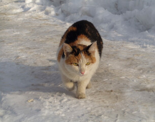 Homeless street tricolor cat. Cat portrait. Cute cat. Winter