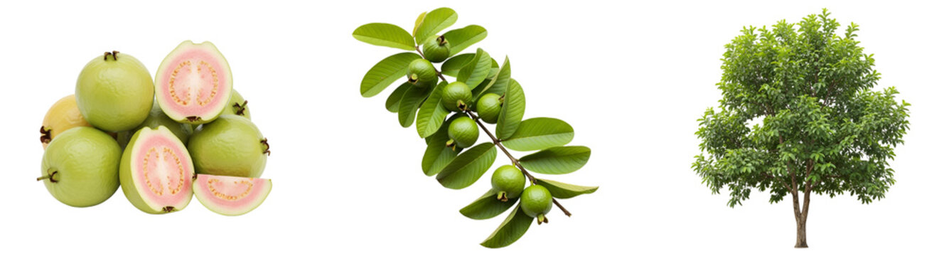 A display of guava fruits, a guava branch, and a guava tree against a plain backdrop here now on transparent background