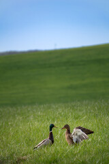 Ducks outdoors near a body of water