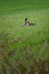 Ducks outdoors near a body of water