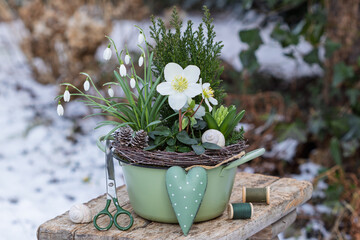 Christrose (Helleborus niger), Schneeglöckchen (Galanthus), Hyazinthe und Kleinkonifere im Topf im...