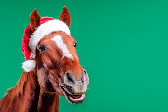 Smiling brown horse wearing a Santa hat against a green background, festive and playful holiday portrait.