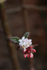 &ldquo;Dawn&rdquo; viburnum with pink flowers and leaves covered by frost. Viburnum bodnantense on winter