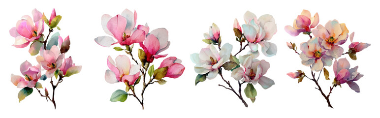 Watercolor set of magnolia branches with large flowers and buds. White and pink spring flowers of the tree on an isolated background. Illustration perfect for design of spring invitations, cards. © Narin