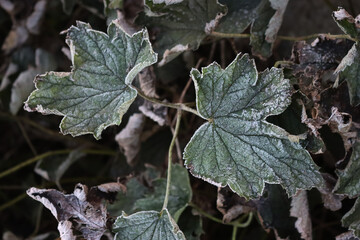 Close-up of Japanese anemone plants covered by frost in the garden. Anemone japonica on winter