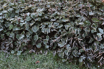 Japanese anemone plants covered by frost in the garden. Anemone japonica on winter