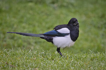 a close up of a magpie, Pica pica, as it stands on the grass. The bird is looking directly at the camera. The natural out of focus grass leaves space for copy text