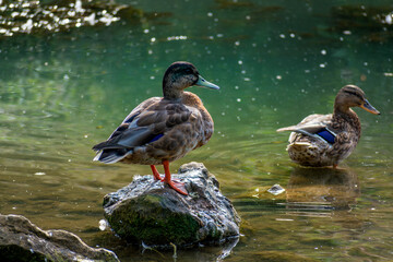 Ducks outdoors near a body of water