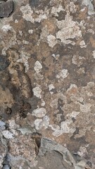A close-up view of a weathered stone surface covered with patches of lichen, showcasing natural textures and earthy tones.