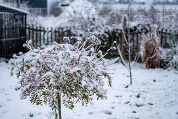 Snow-covered globe willow growing in a winter garden, with a concrete fence and dried plants visible in the background