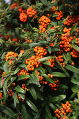 Close-up of Pyracantha koidzumii commonly known as Formosa firethorn or Taiwan firethorn with many orange berries on early winter season