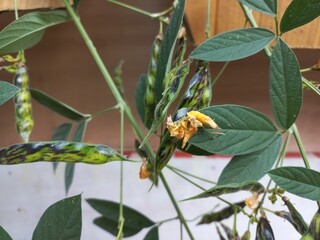 Pigeon pea Yellow bud flower with fresh Greens leaves in plant,A man is holding a lot of Rahar beans in his hand against a red and white background.,A red basket holding lots of fresh green rahar bean
