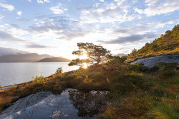 Obraz premium Waldkiefer mit Sonnenstern am norwegischen Fjord. Sonnenaufgang bei Bodø, Nordland, Norwegen.
