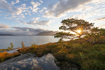 Waldkiefer mit Sonnenstern am norwegischen Fjord. Sonnenaufgang bei Bodø, Nordland, Norwegen.