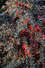 Warty barberry bush with some red leaves covered bry frost on winter season. Berberis verruculosa in the garden