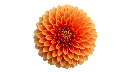 Close up of a vibrant orange dahlia flower with intricate petal layers, isolated on a transparent background, cutout, PNG