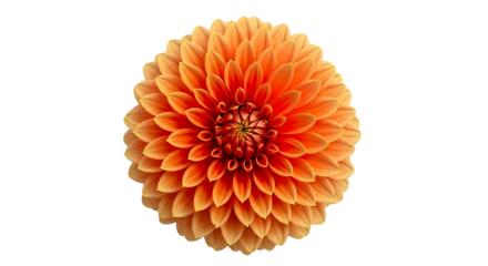 Close up of a vibrant orange dahlia flower with intricate petal layers, isolated on a transparent background, cutout, PNG