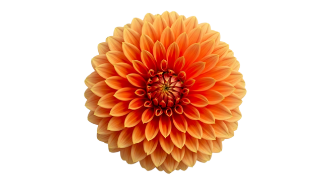 Close up of a vibrant orange dahlia flower with intricate petal layers, isolated on a transparent background, cutout, PNG