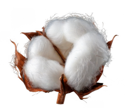 Fluffy cotton boll isolated on transparent background