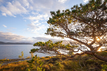 Fototapeta premium Waldkiefer mit Sonnenstern am norwegischen Fjord. Sonnenaufgang bei Bodø, Nordland, Norwegen.