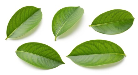 Naklejka premium Citrus leaf, lemon, grapefruit, orange, lime, kumquat, isolated on white background, full depth of field